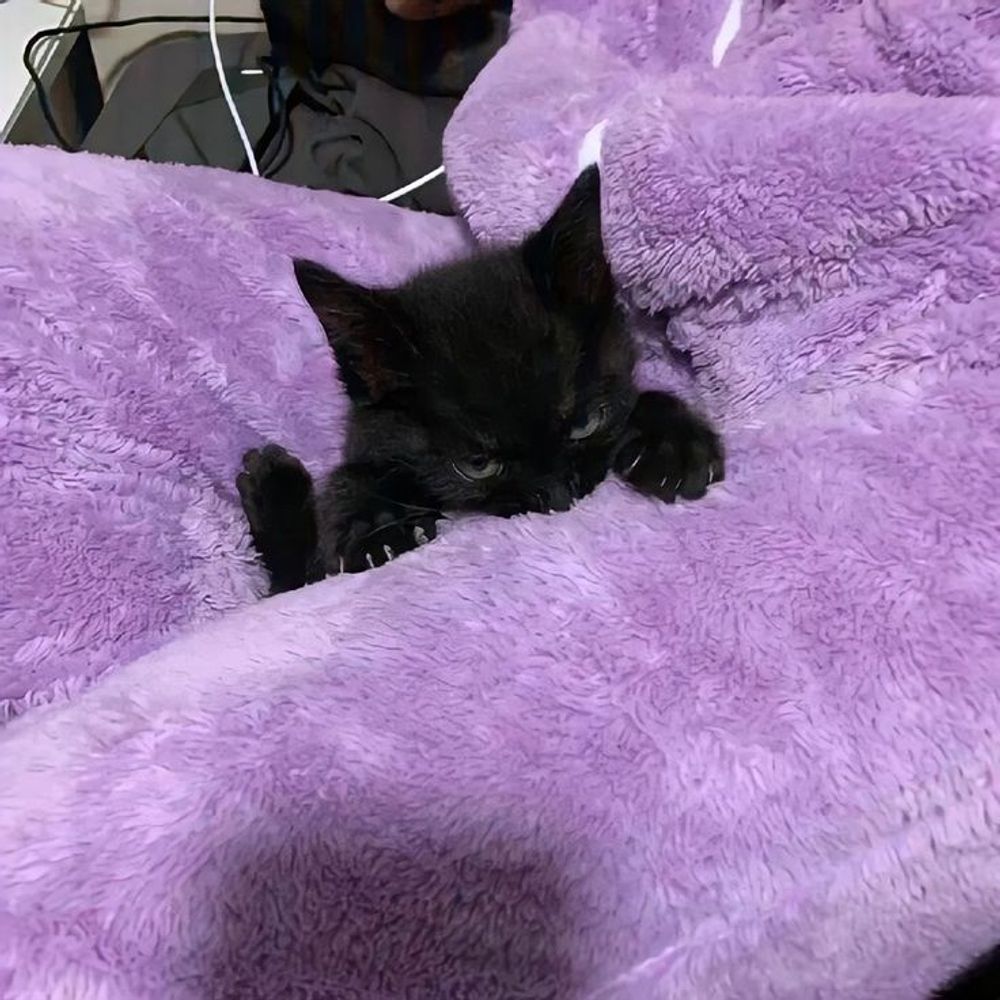 Lily