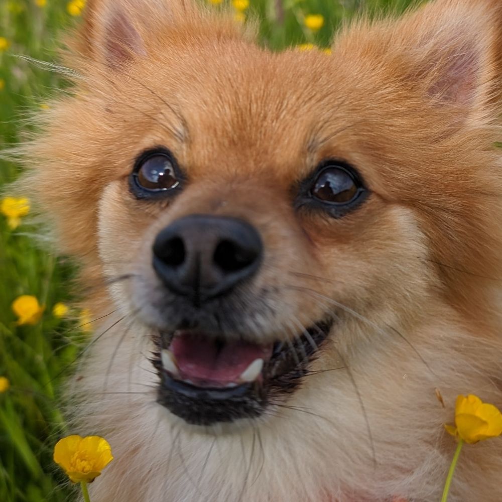 Peanut Pomeranian
