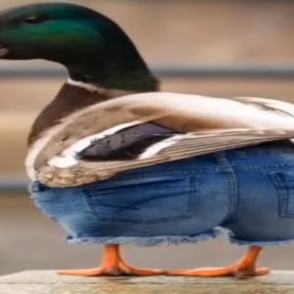 misteroutdated