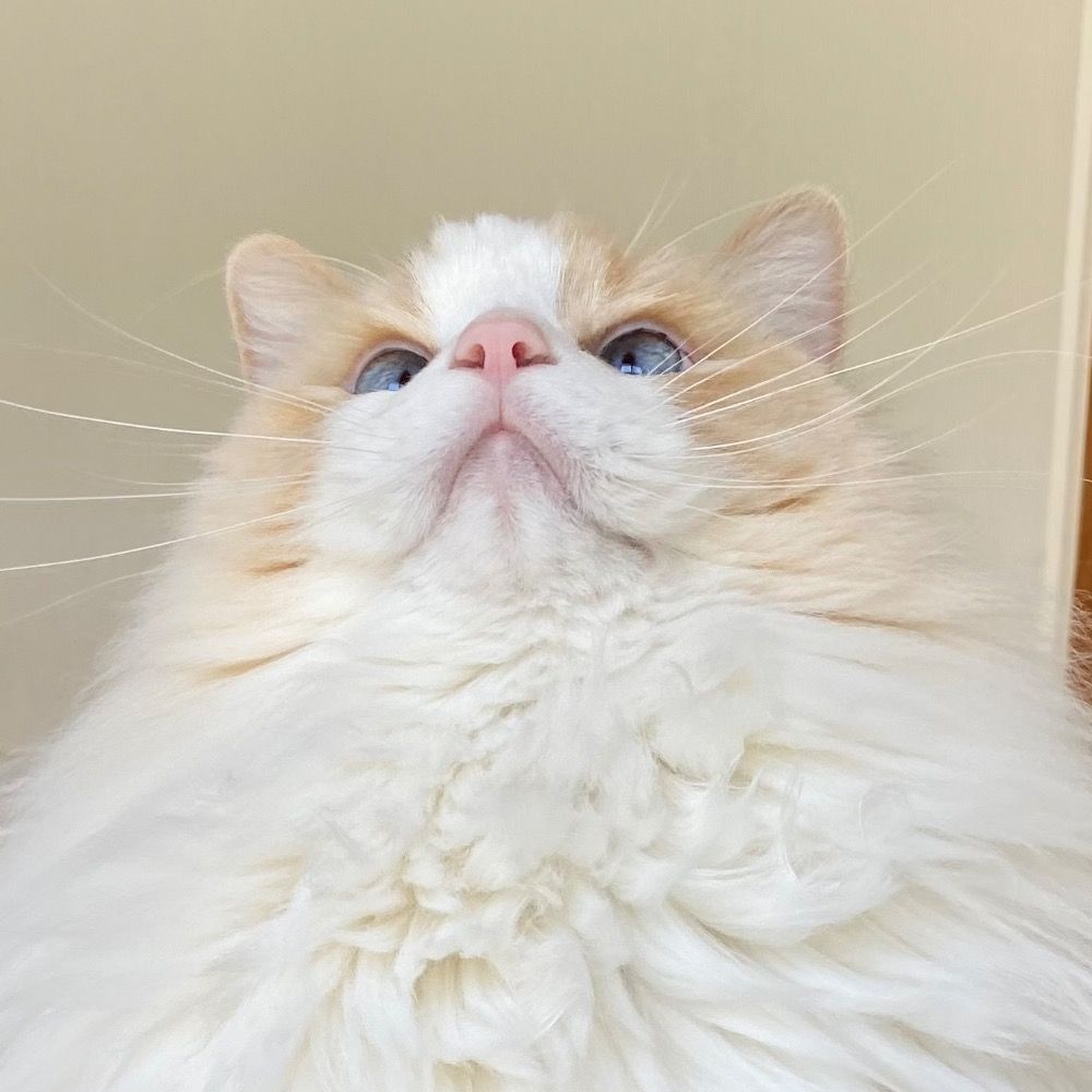 るいにゃ