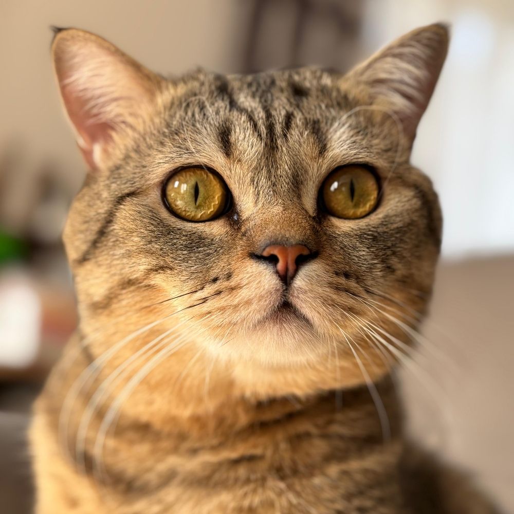 Fenomen Cat Behlül