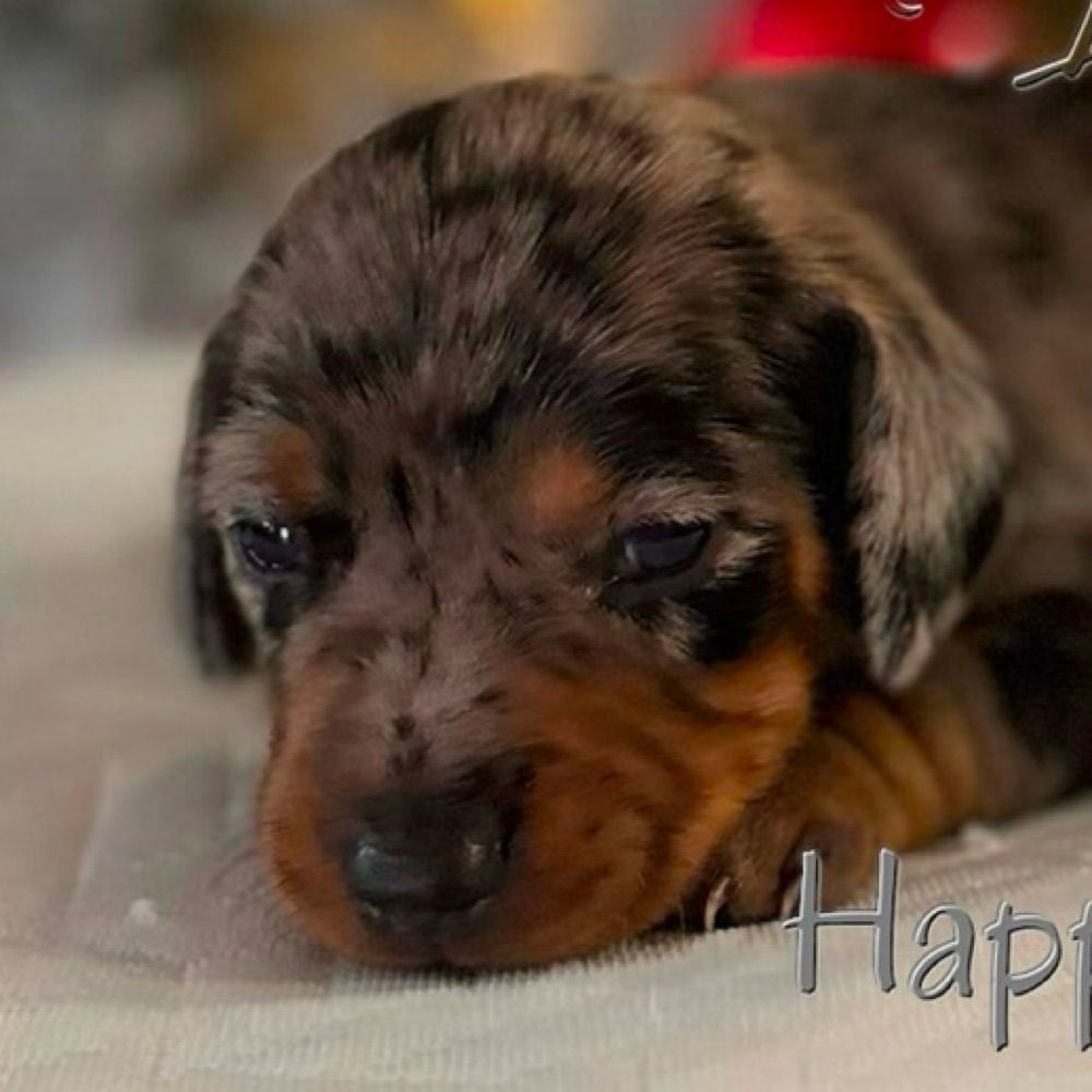 Chorizo The Sausage Dog