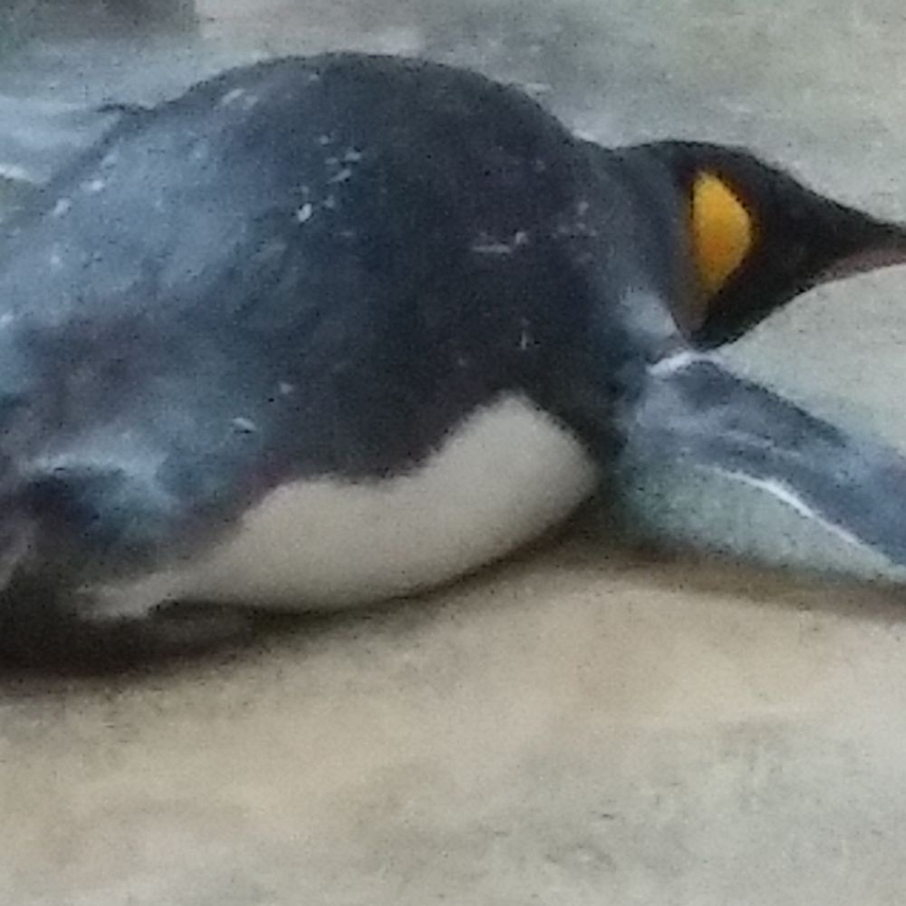 間鳥