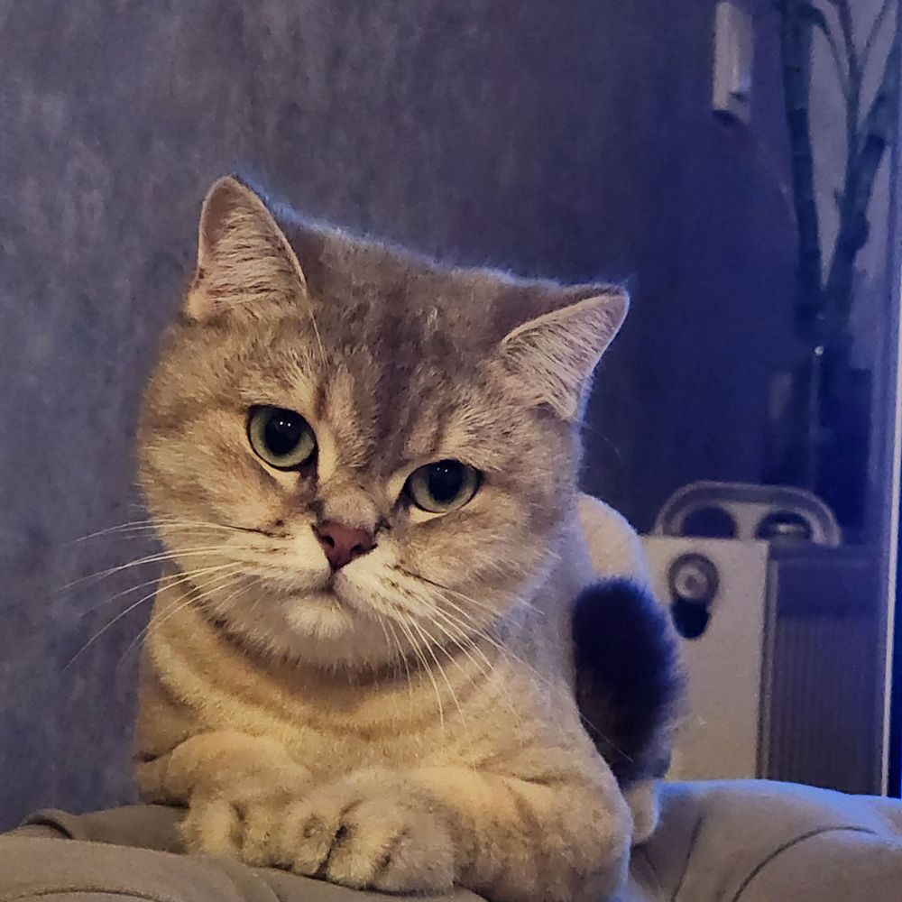 Delinin_değneği