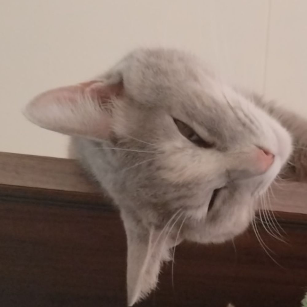 サミミミミ