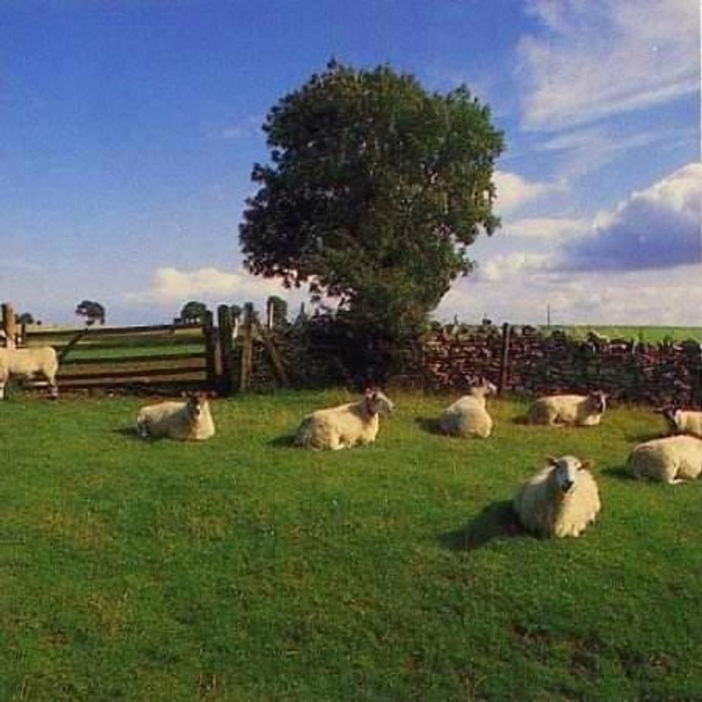Ambient Sheep
