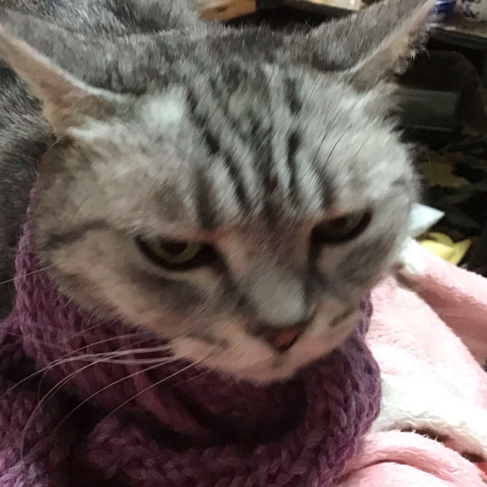 せぶ