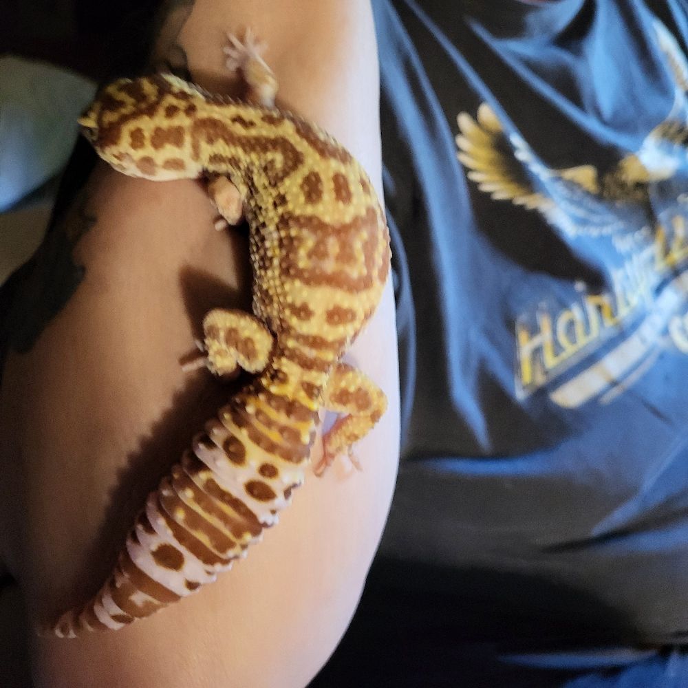 Imatreehuggr