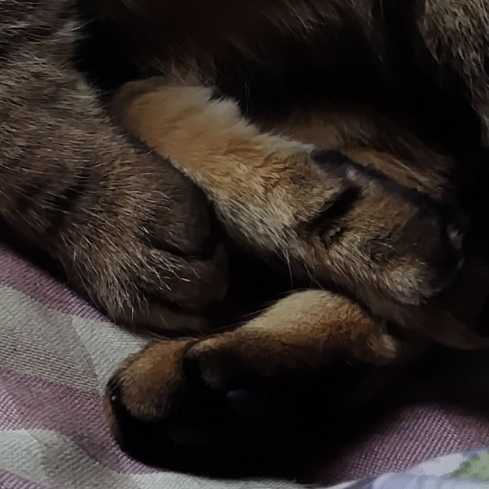 口ーフ