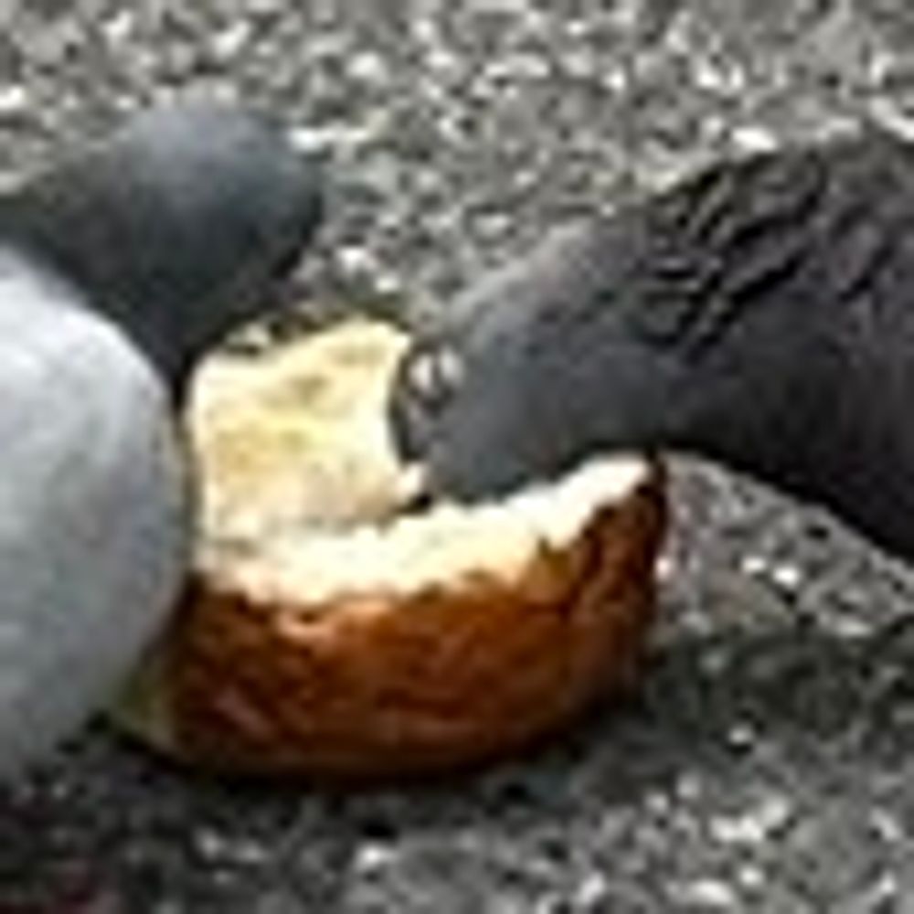 かいろ