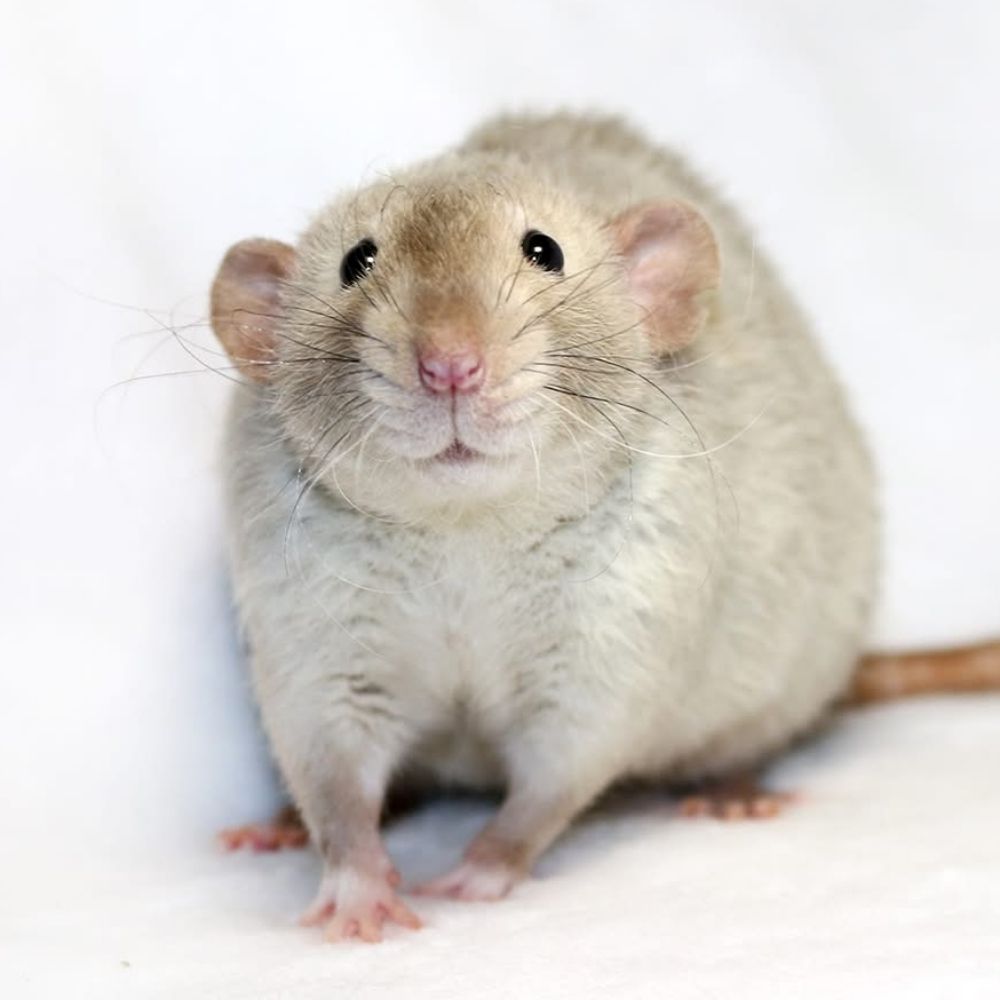 Your Daily Dose of Rats