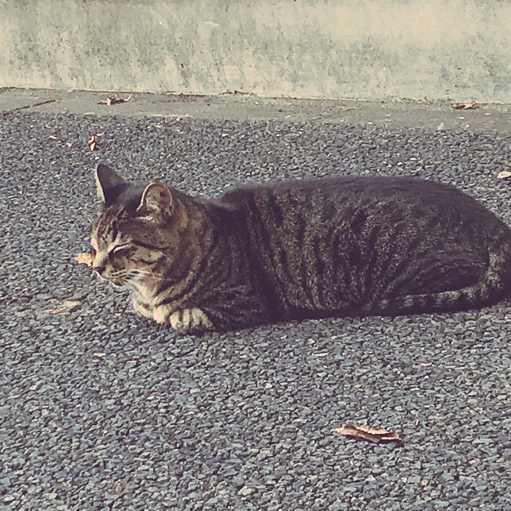 あおちゃん