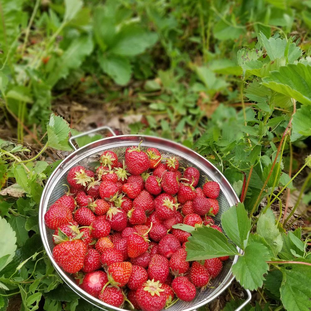 Forever Berries