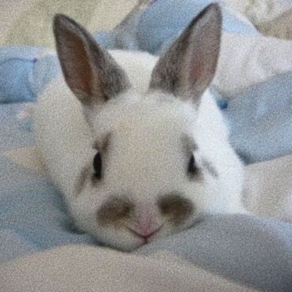 ˖  ࣪  ୨୧   tico