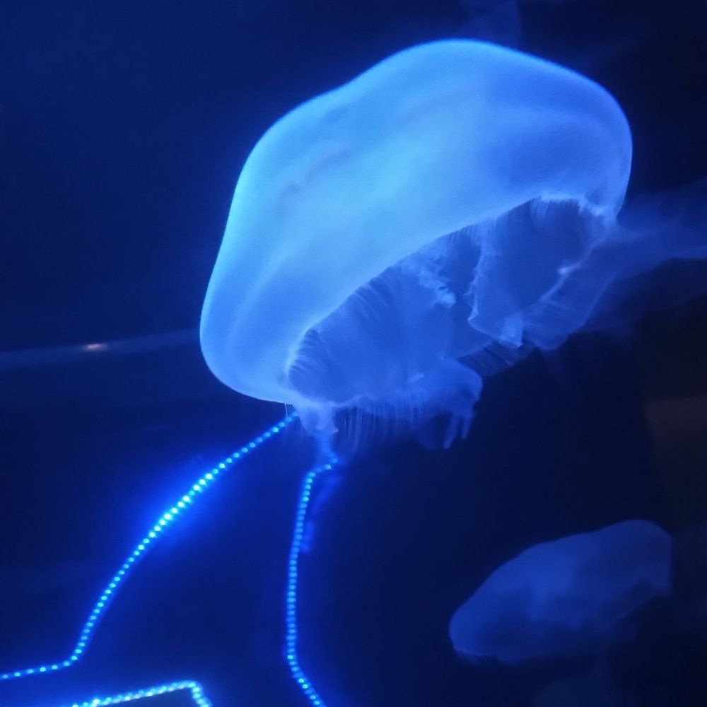 Archealgae