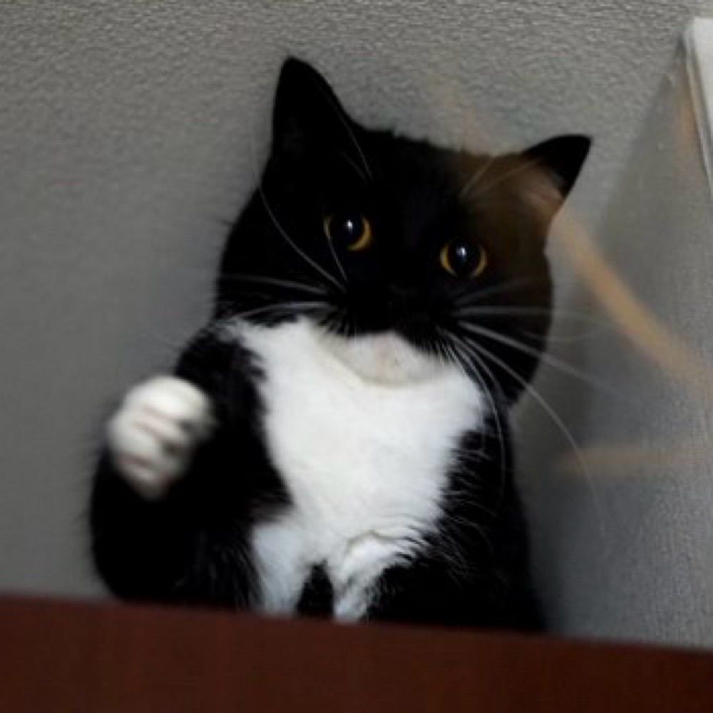 fiz