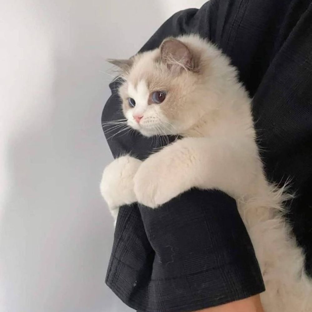 ถั่ว