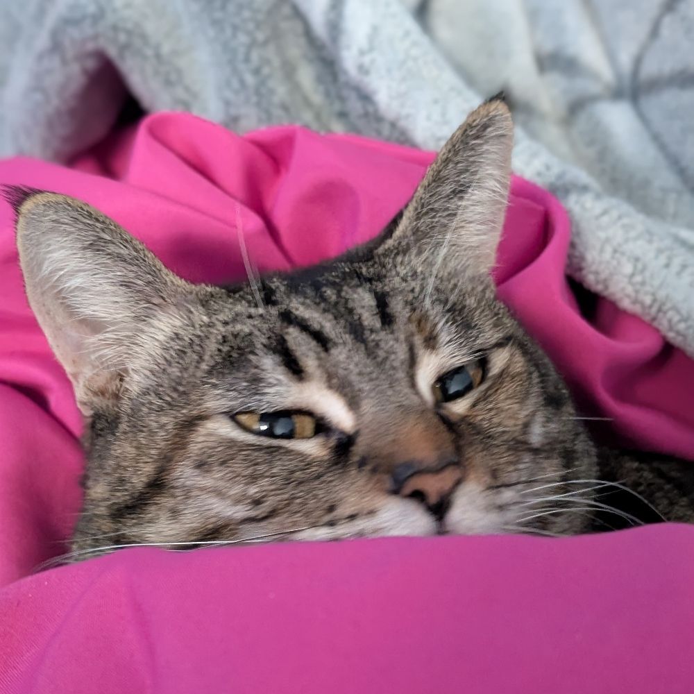 KitKat