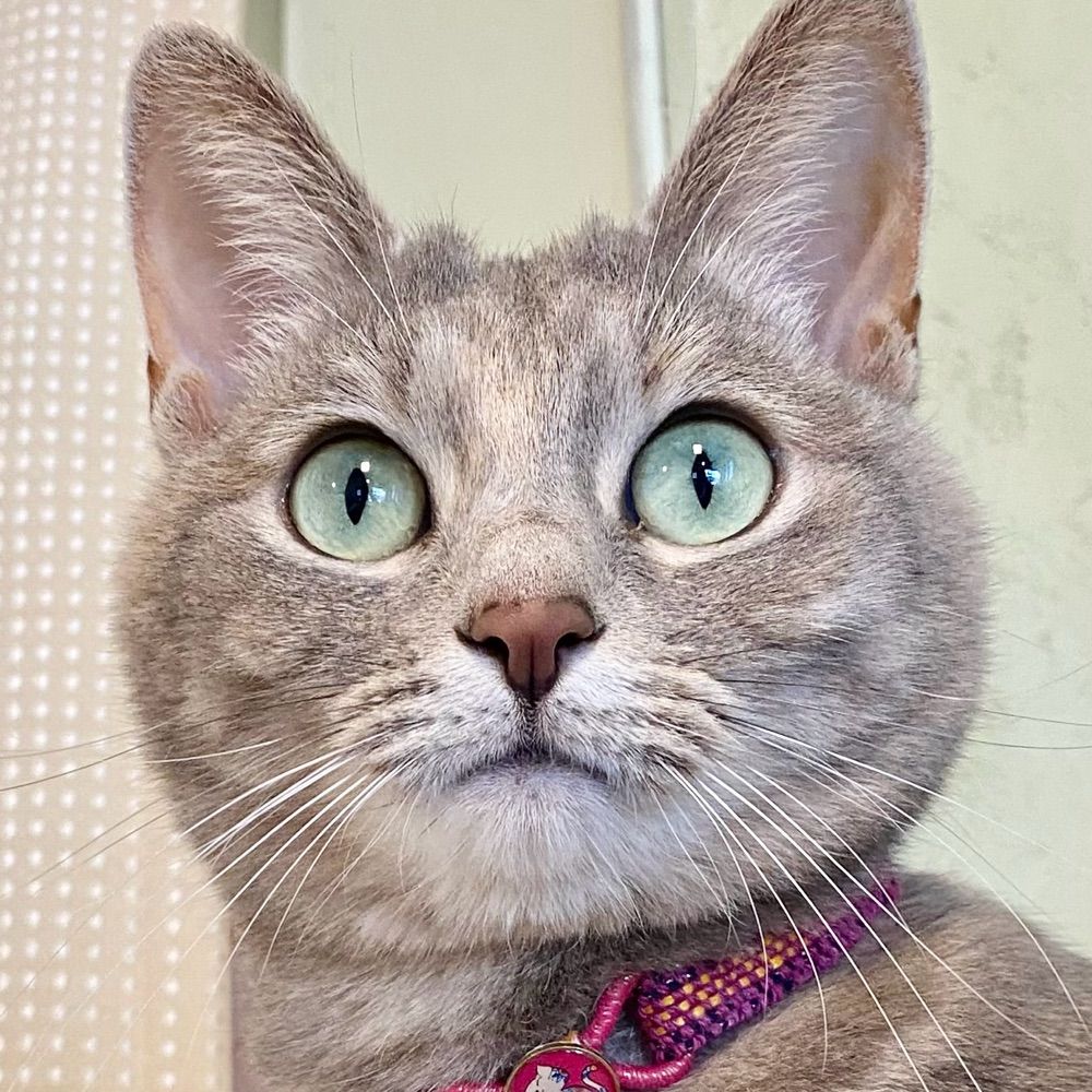 織猫