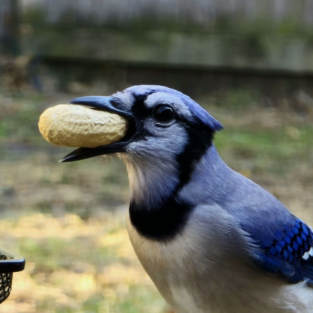 Jay