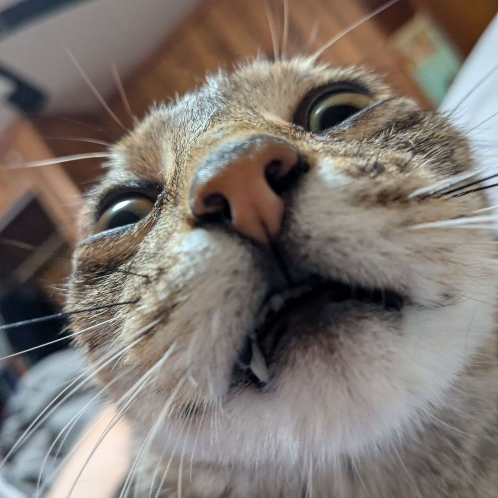 ButtonsyTheCattay