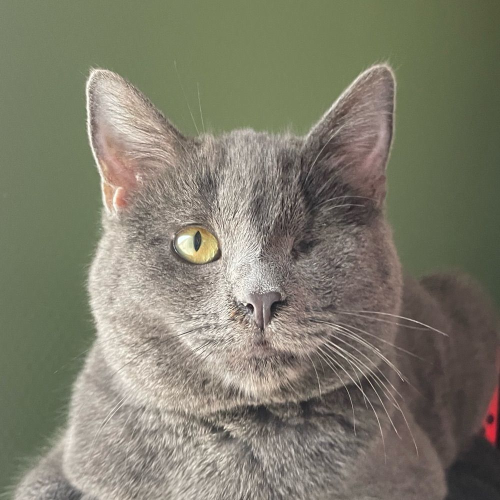 Disco le chat