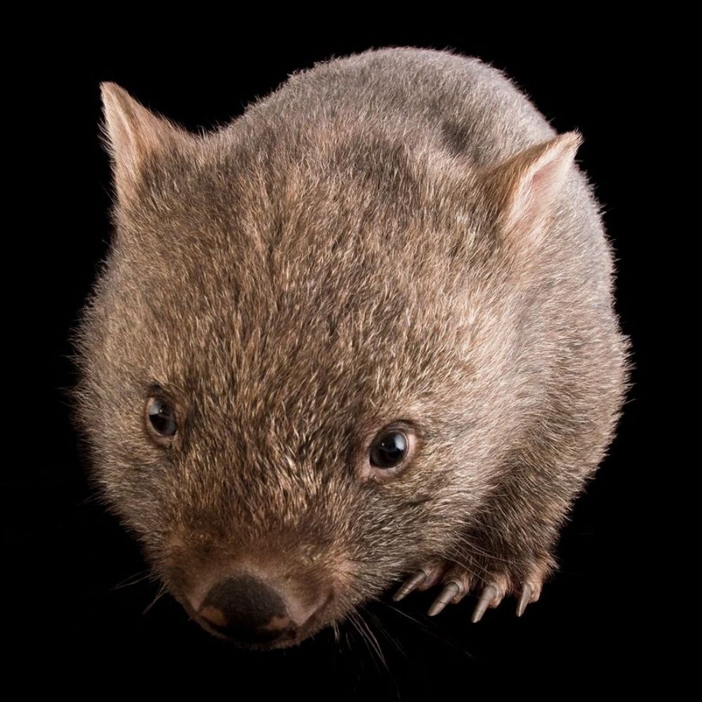 cucironga sharapowa