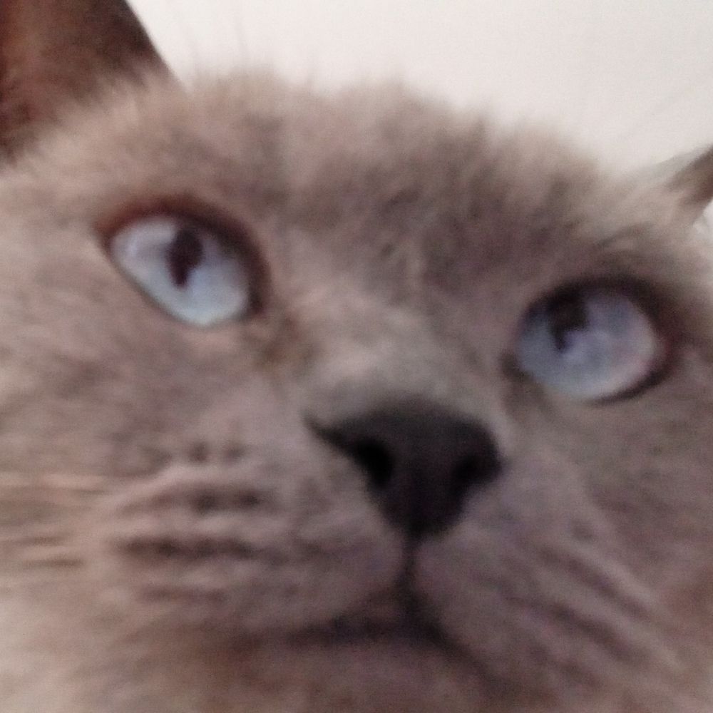 tia dos gatos