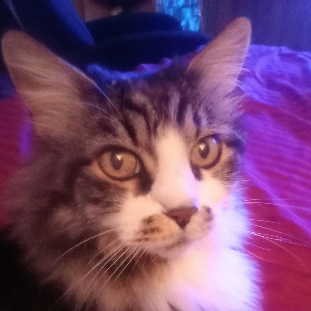 rpgz.bsky.social profile picture