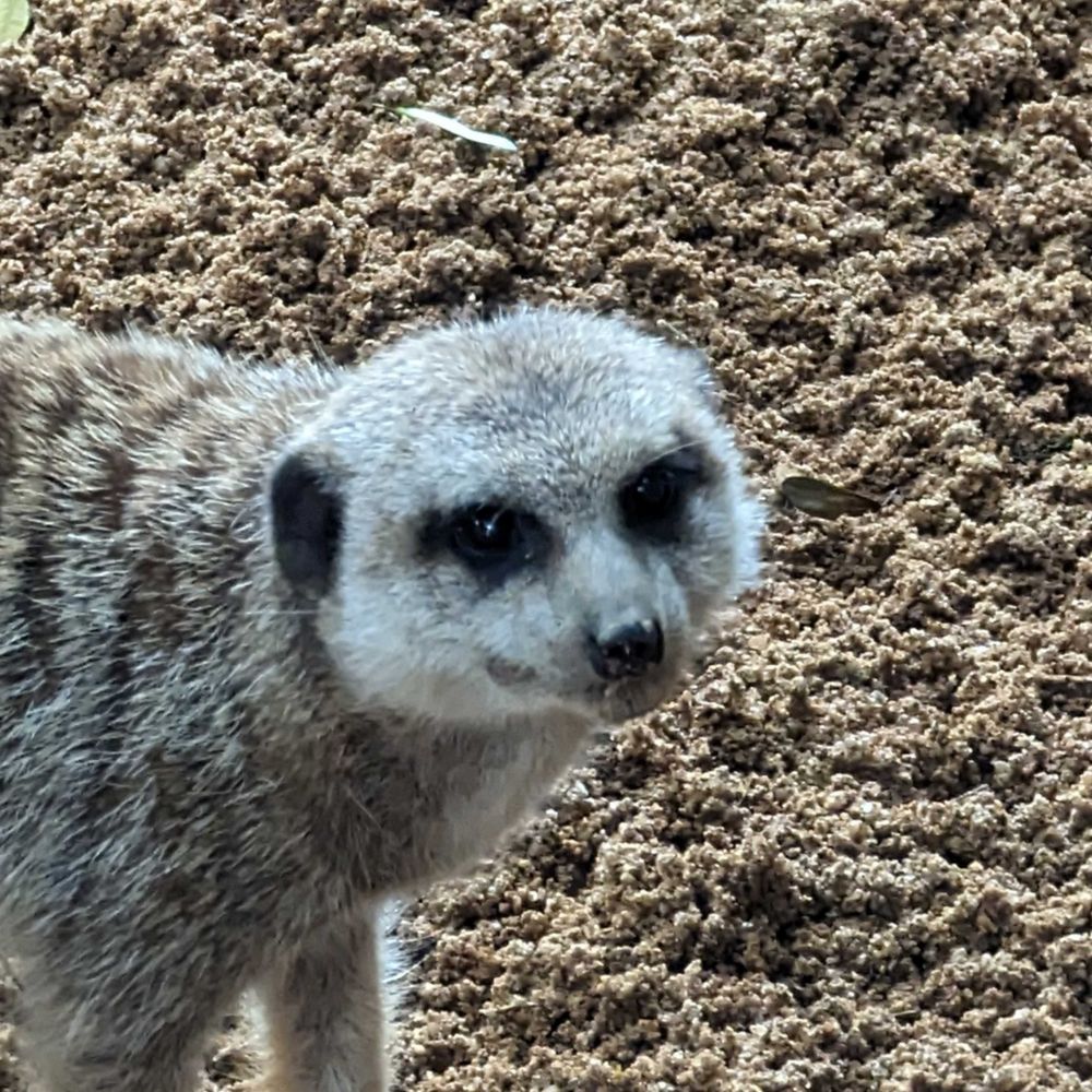 Laszlo