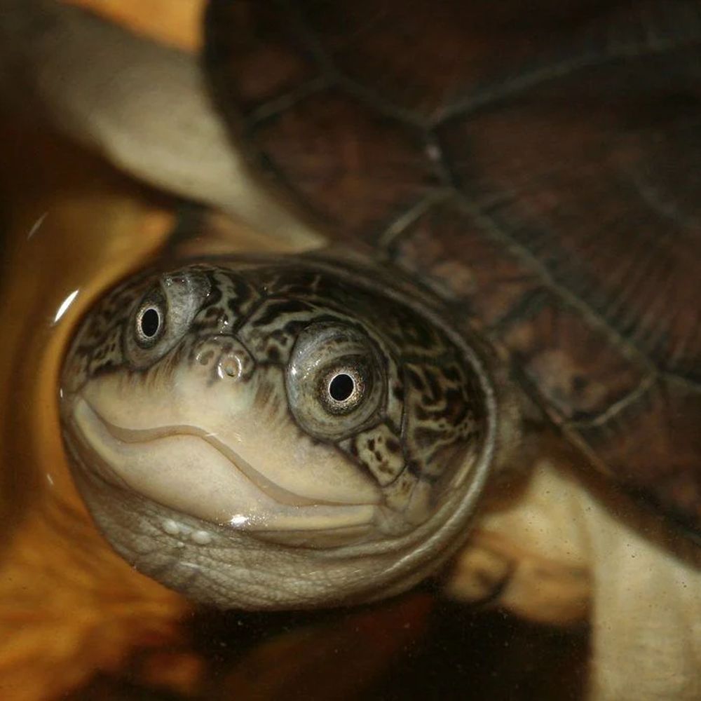 African Mud Turtle