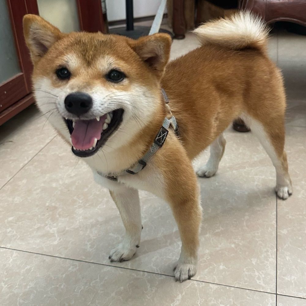不像个大人