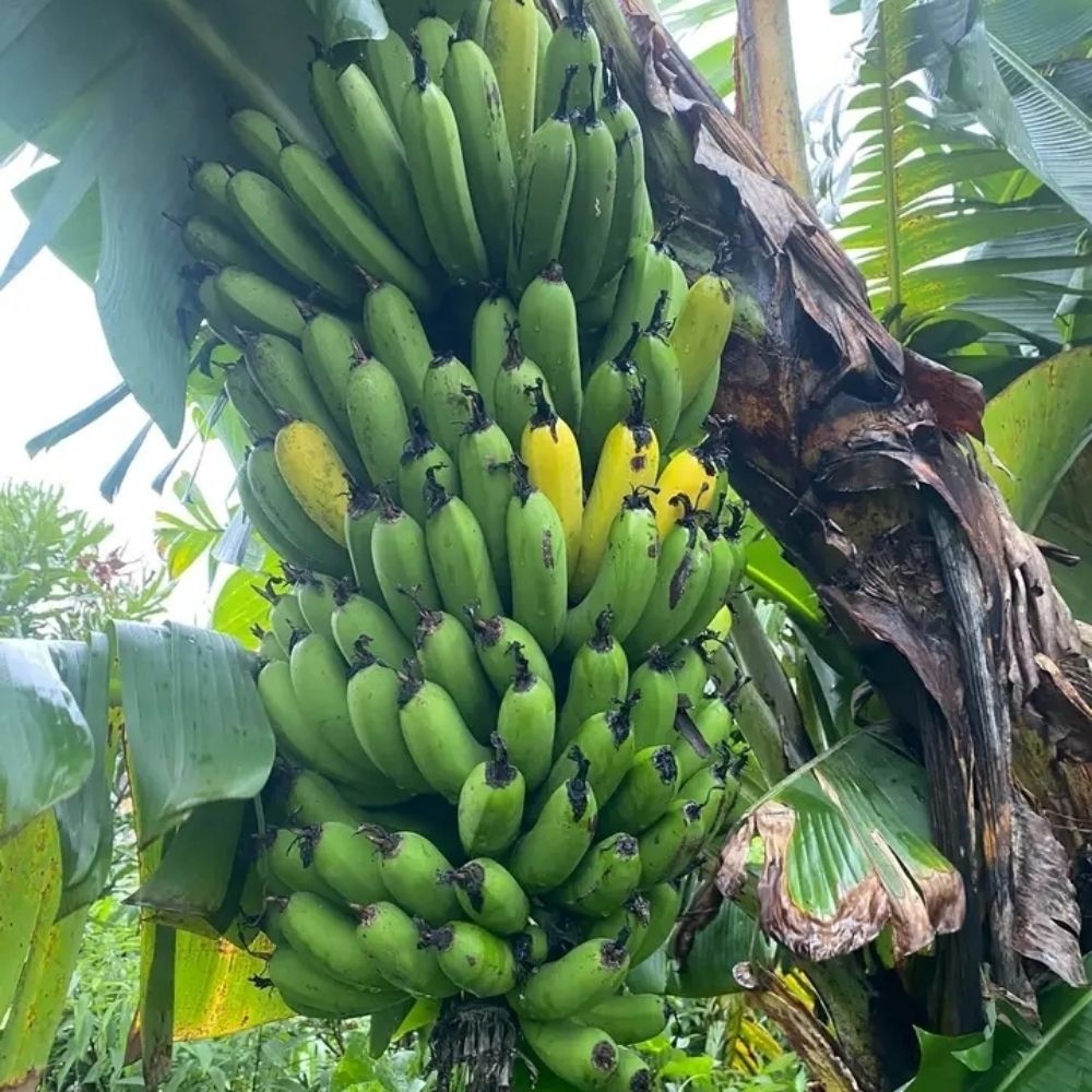 Agriculture Farm - কৃষি খামার