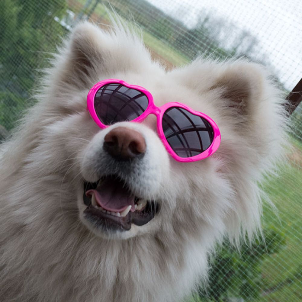 Chome The Long Coat Akita-inu