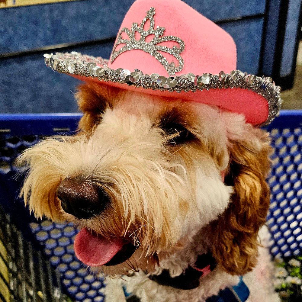 Oscar, the Moderately Displeased, M.A., Law Enforcement