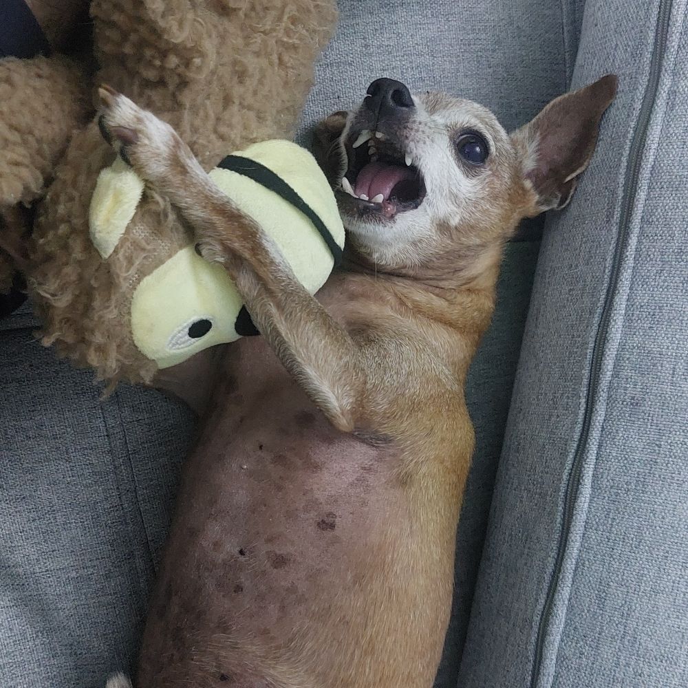 Macaco