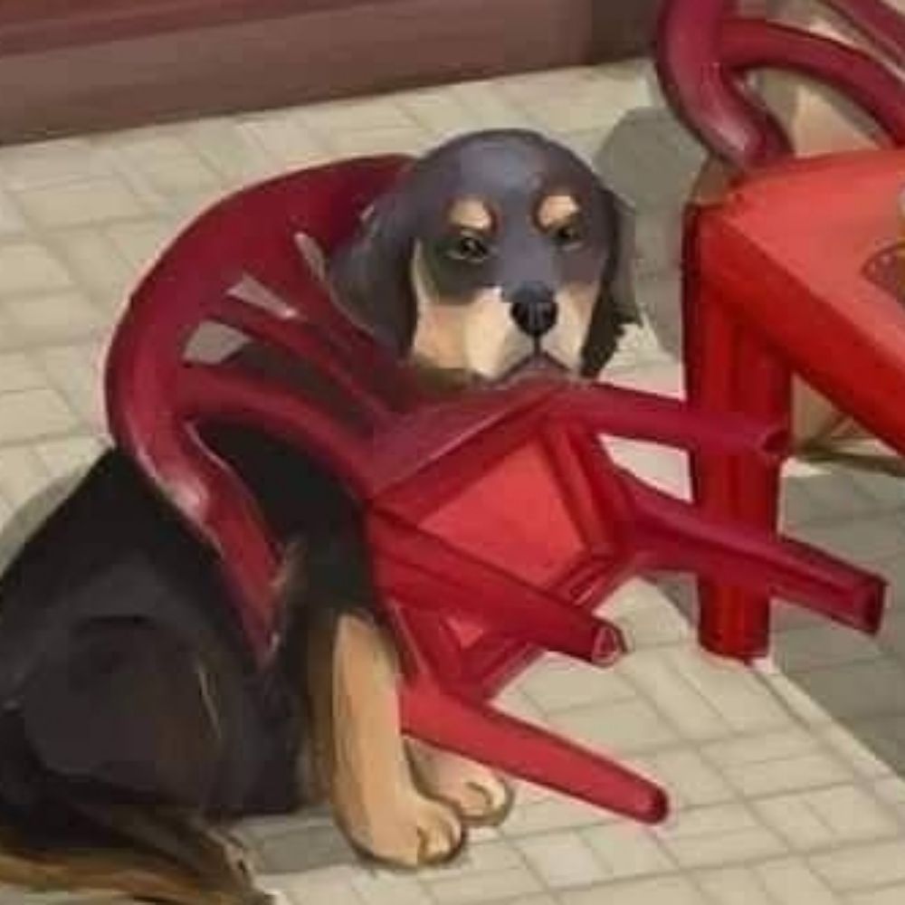 Jojo para vereador 2028