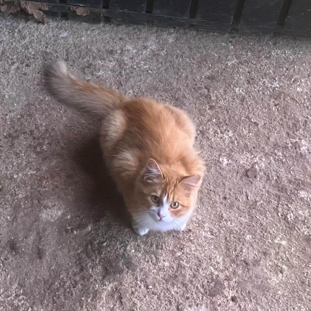 Diego Hamish