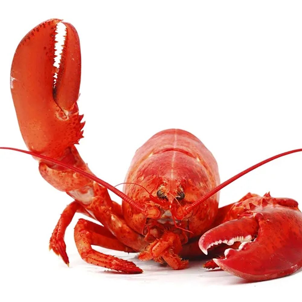 Doctor Lobster, PhD.