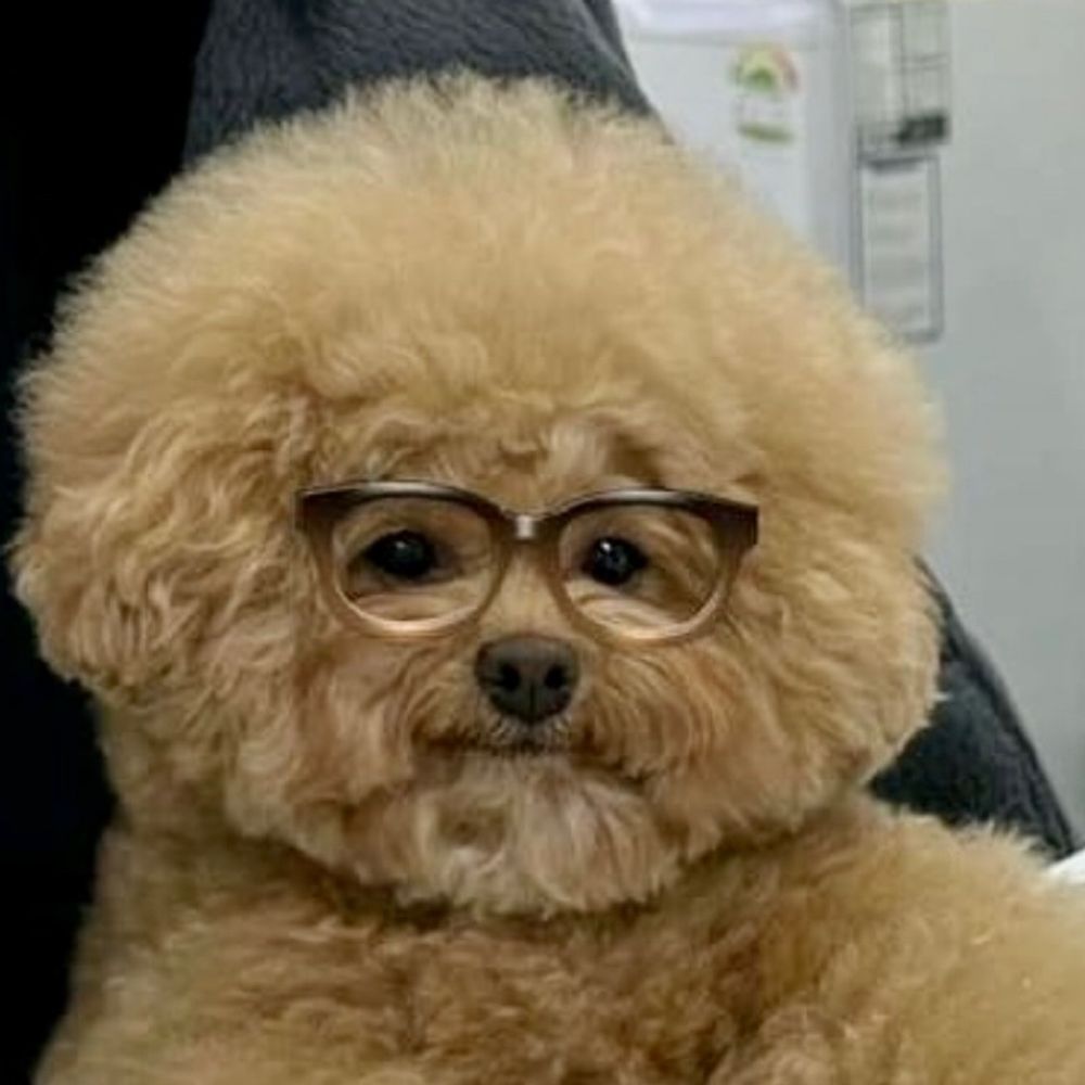 Koqui