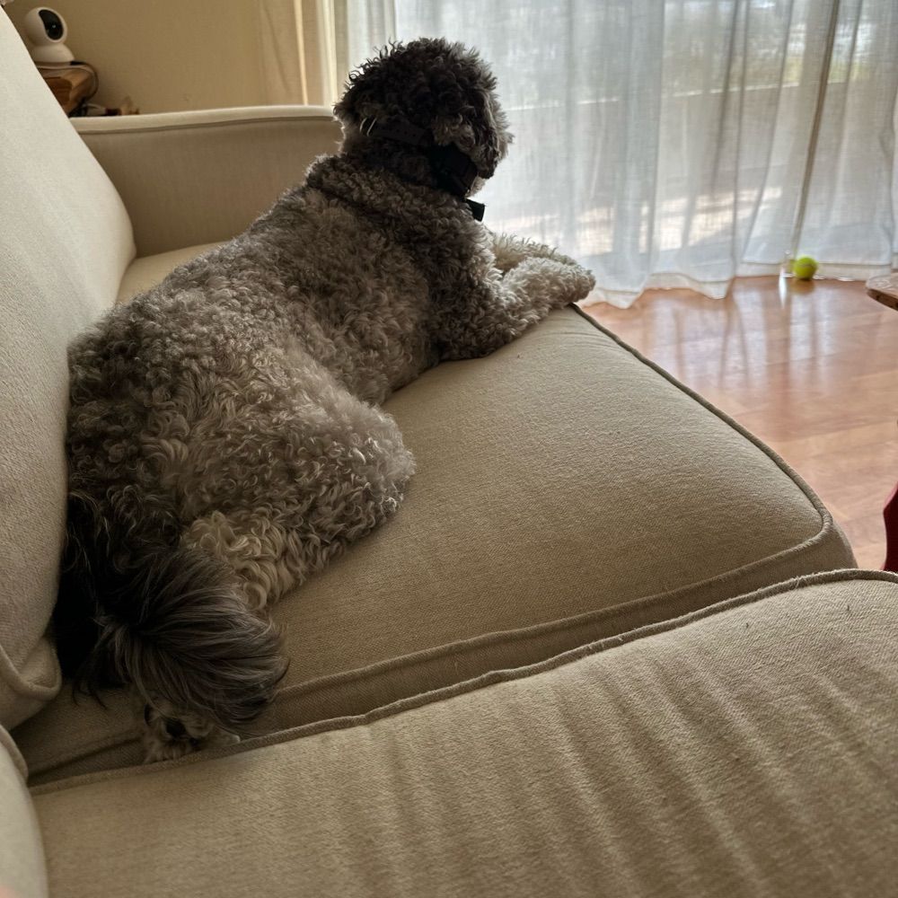 FluffyBulla