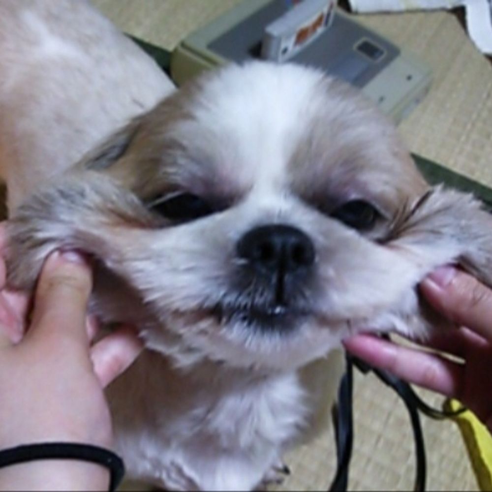 もちいぬ