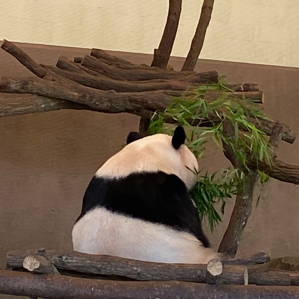 よっちん