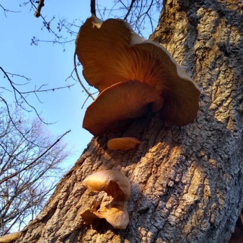 spreis