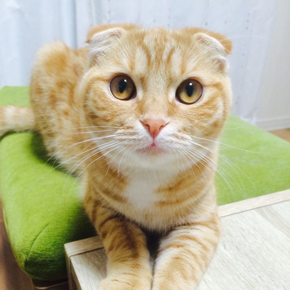 みそかつ