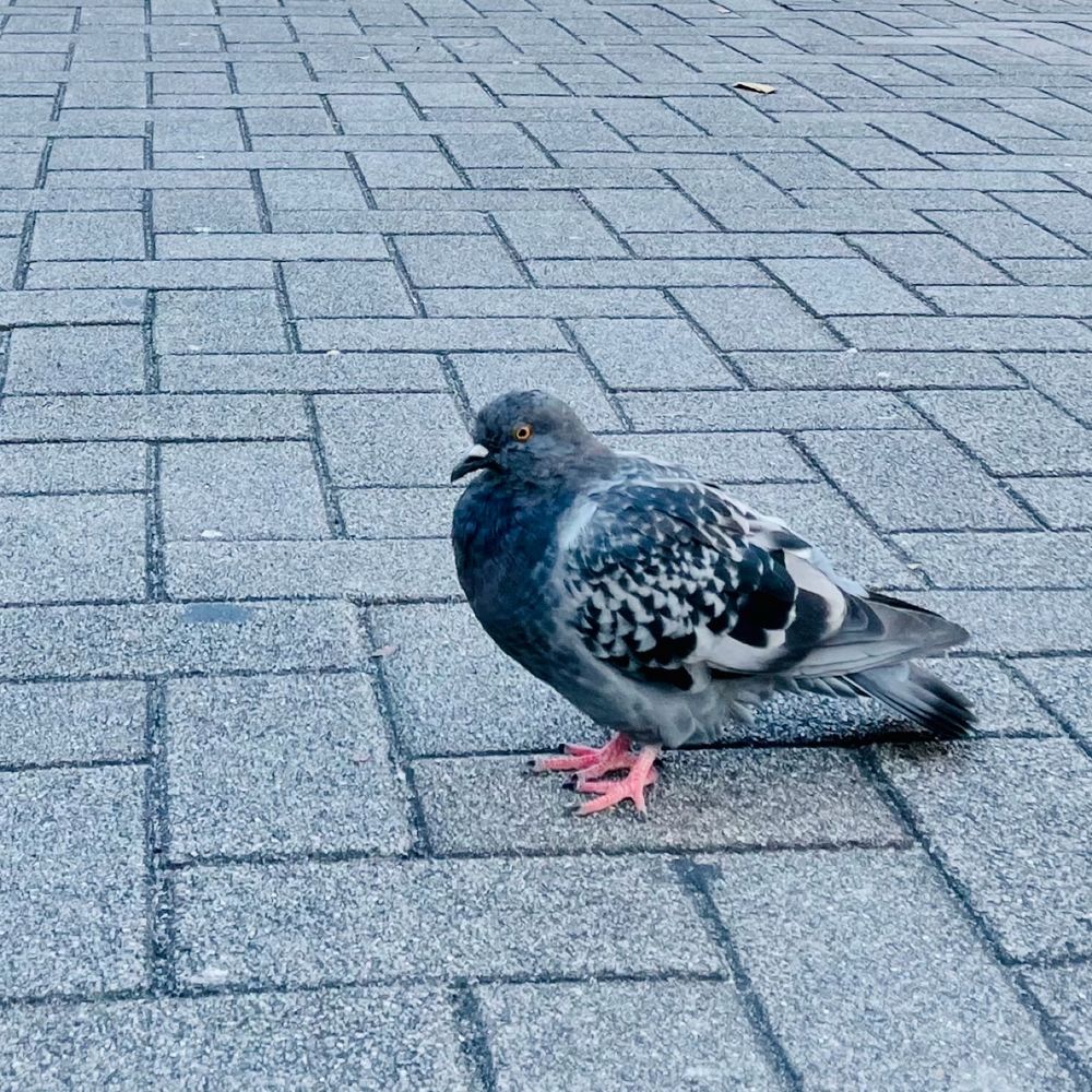 鳩も