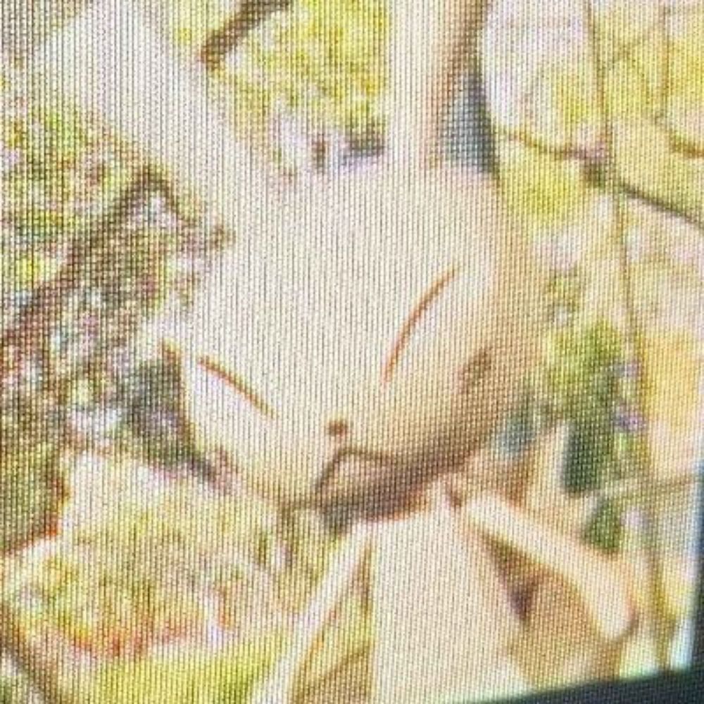 Tem Dreemurr