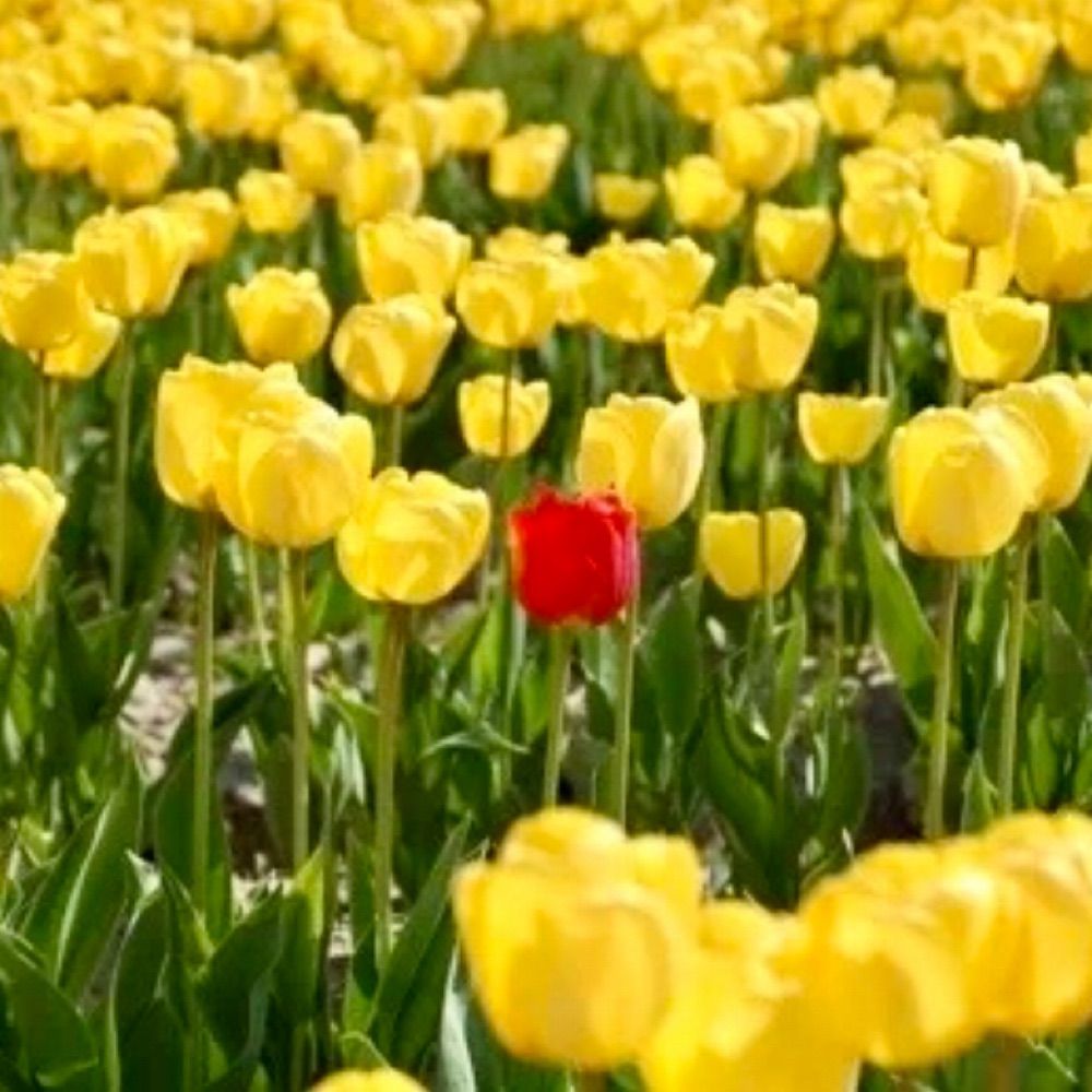 nonconformity