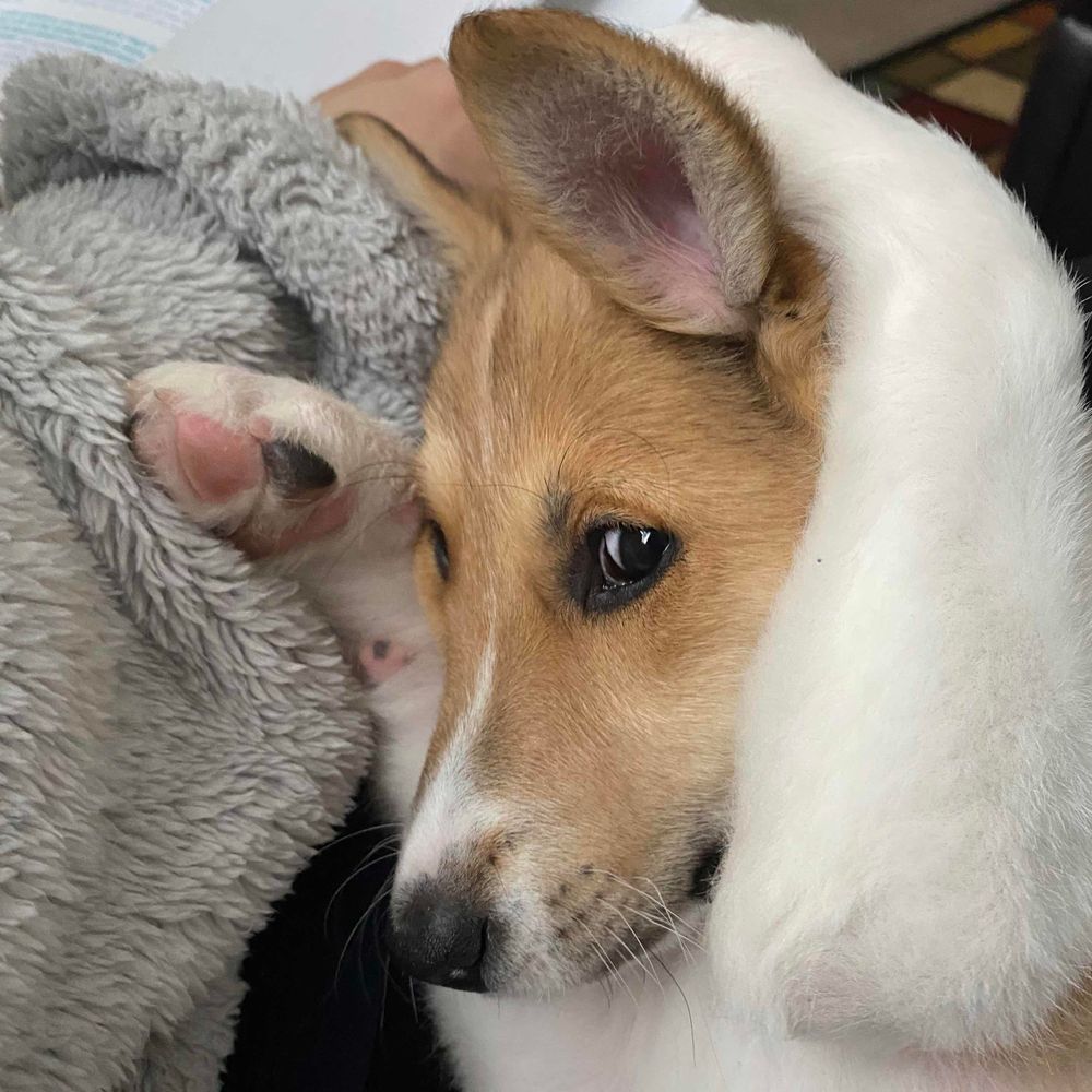 PupNkids 