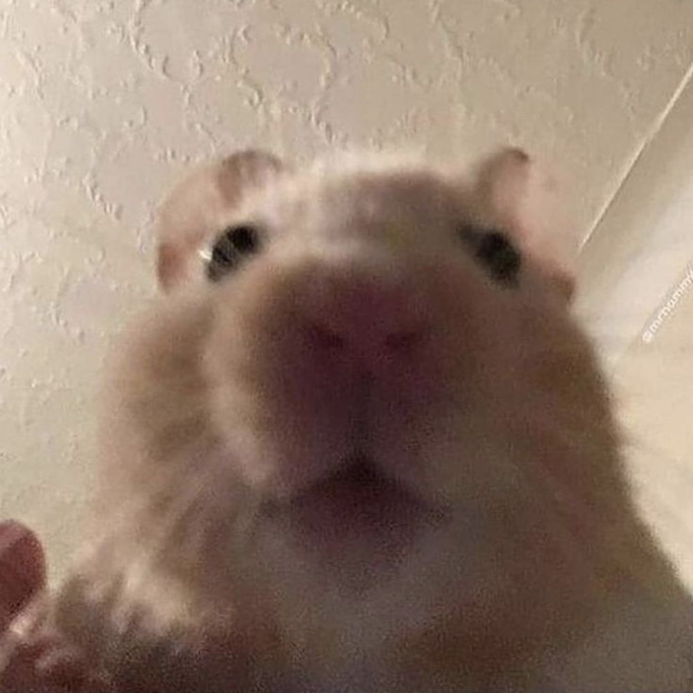 🐹